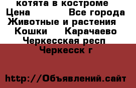 котята в костроме › Цена ­ 2 000 - Все города Животные и растения » Кошки   . Карачаево-Черкесская респ.,Черкесск г.